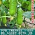 贵妃脆水果黄瓜种子节节瓜高产小黄瓜阳台盆栽农家黄瓜四季