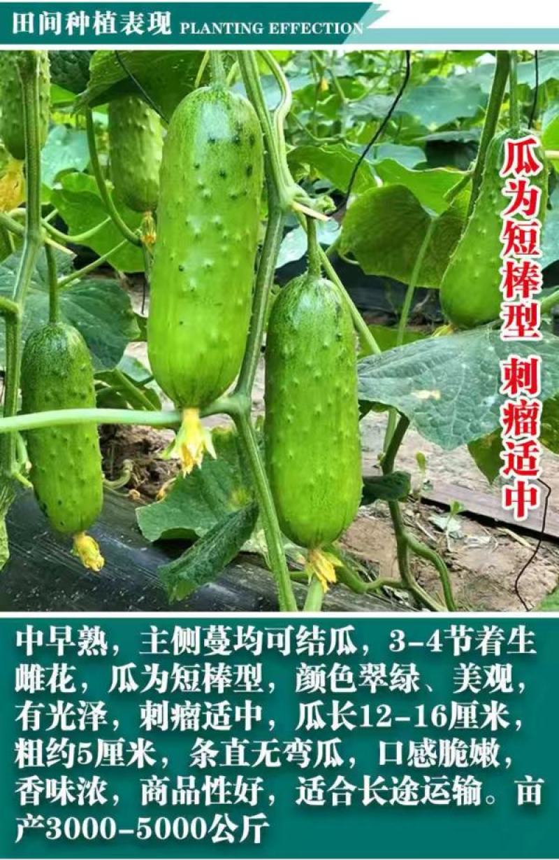 贵妃脆水果黄瓜种子节节瓜高产小黄瓜阳台盆栽农家黄瓜四季
