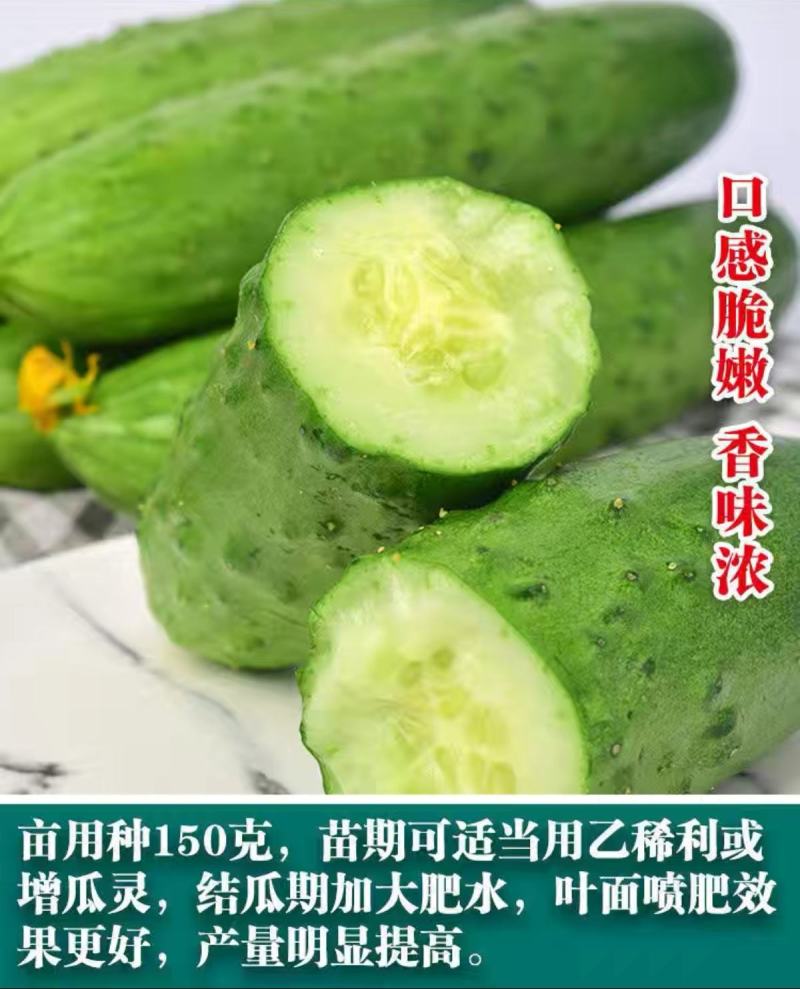 贵妃脆水果黄瓜种子节节瓜高产小黄瓜阳台盆栽农家黄瓜四季