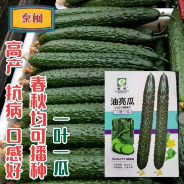 油亮瓜黄瓜种子绿芯黄瓜种籽绿心密刺青黄瓜种子四季农家蔬菜