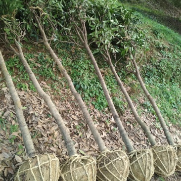金桂桂花树大树庭院树绿化工程大型八月桂浓香型原生室外开花