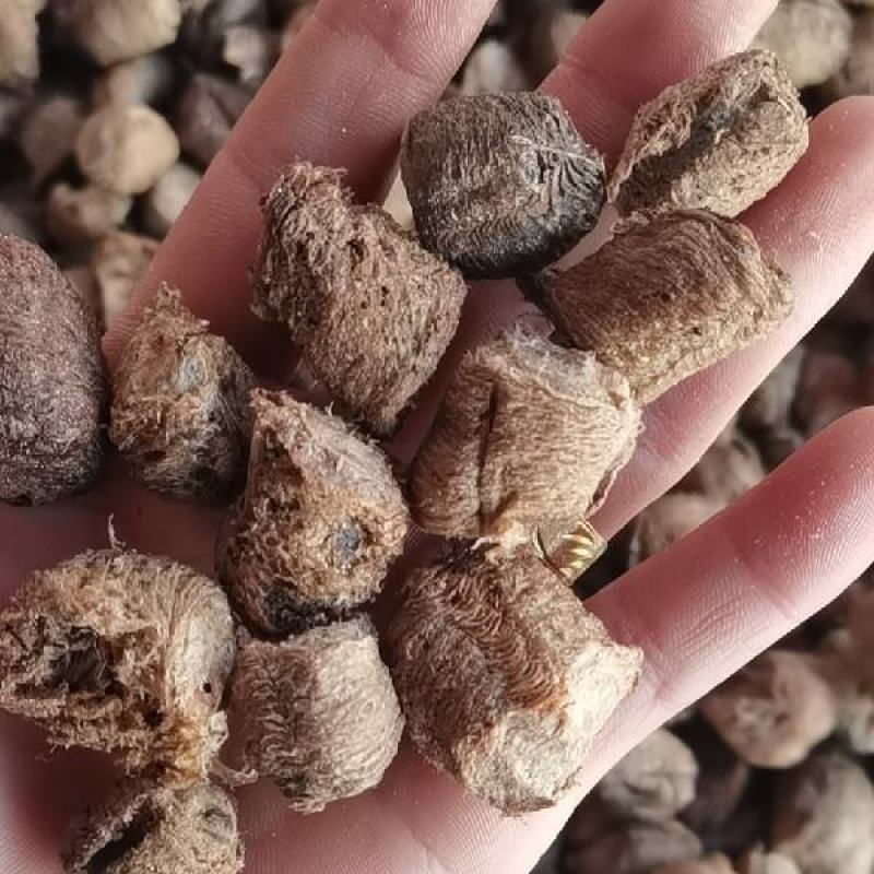 熟桑螵蛸桑螵蛸中药生桑螵蛸螳螂蛋可打粉自产自销按方抓药