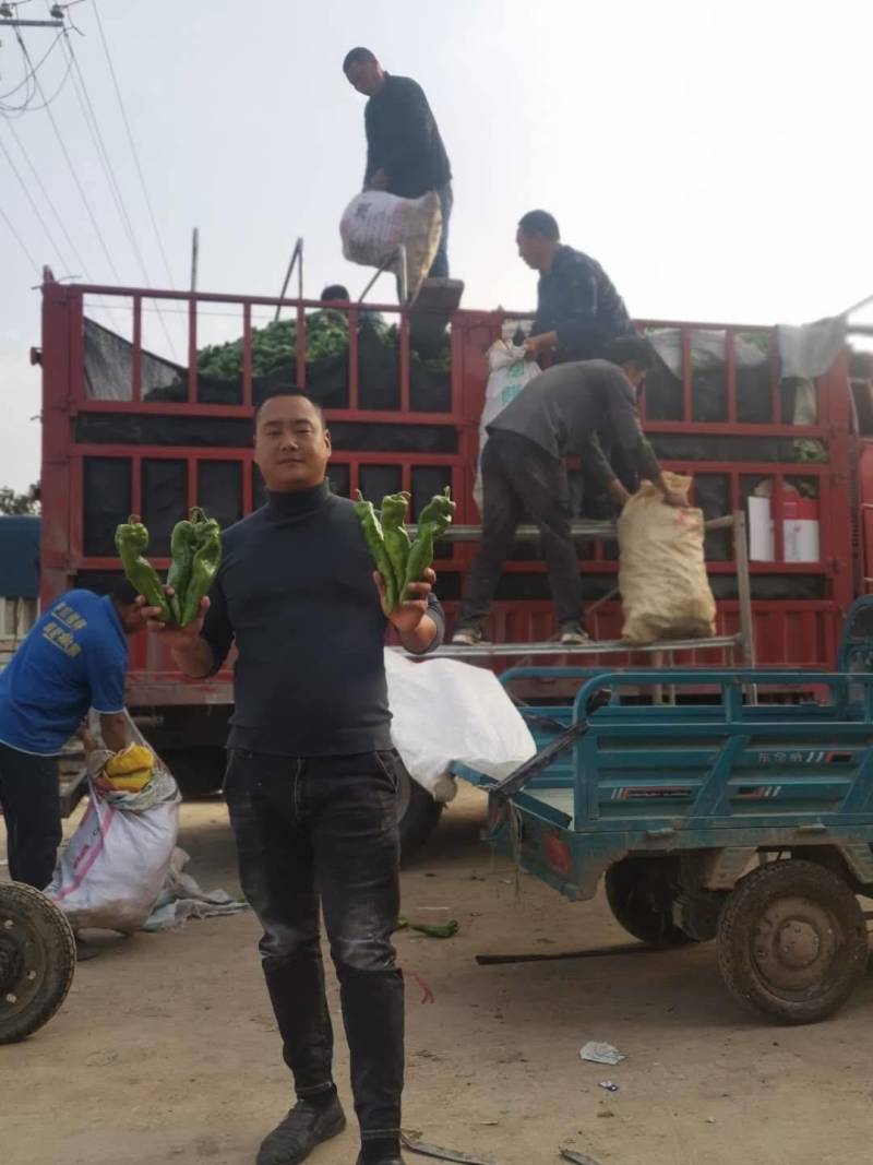 上蔡县301薄皮泡椒万亩基地直供【一手货源专注高品质】