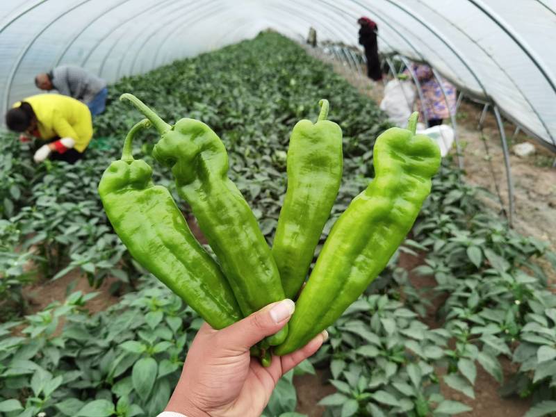 上蔡县301薄皮泡椒万亩基地直供【一手货源专注高品质】