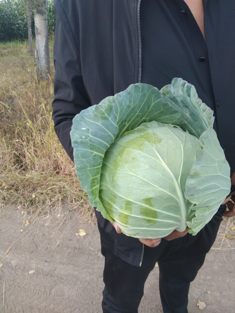 黑龙江二扁甘兰大量上市