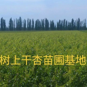 伊犁吊干杏苗（树上干杏）产地直发，成活率高，提供技术指导