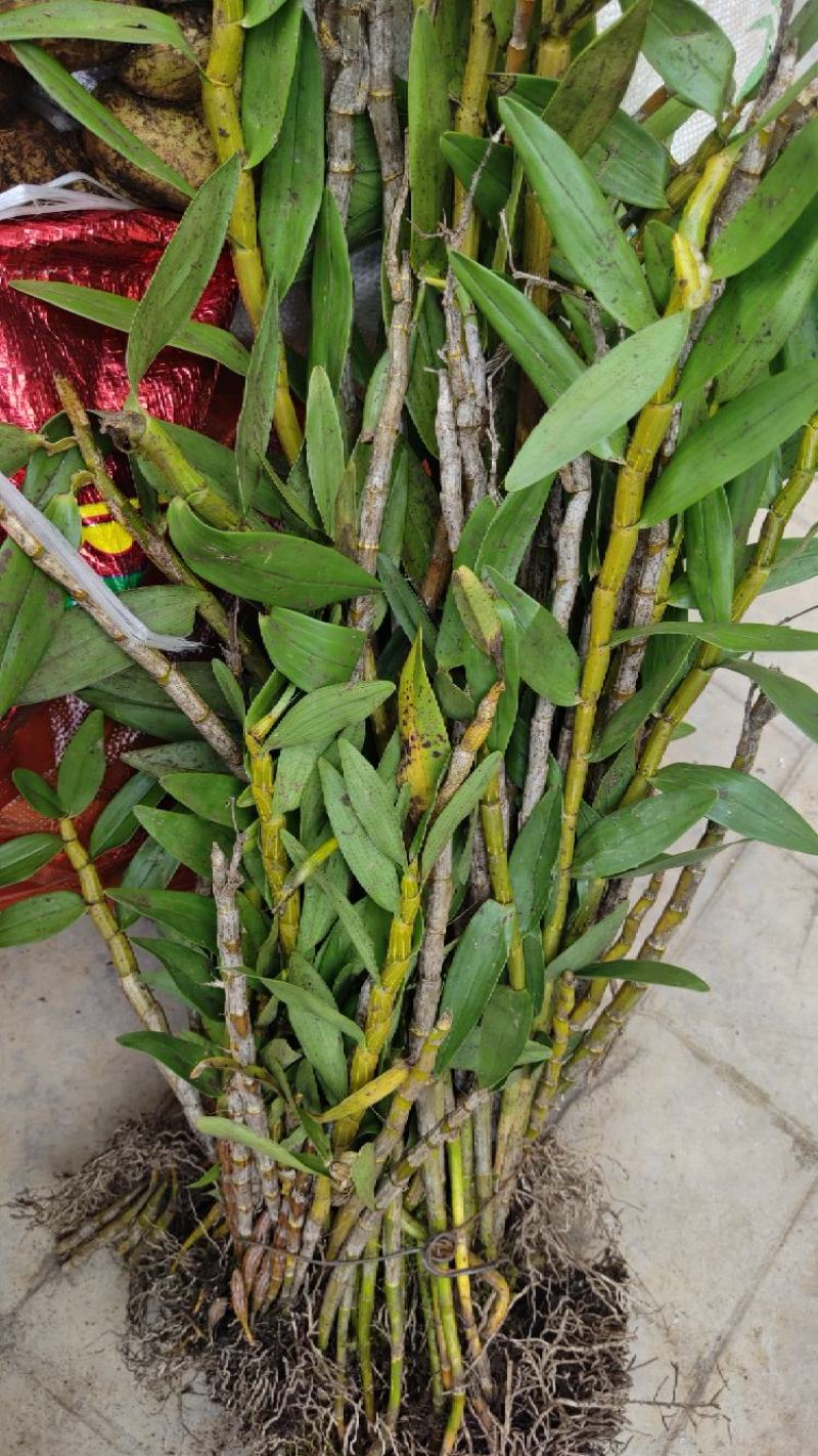云南特级石橄榄