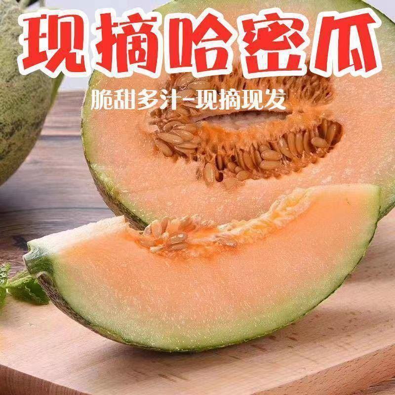 哈密瓜，晓蜜25大量上市中，甜蜜蜜价格低，欢迎选购
