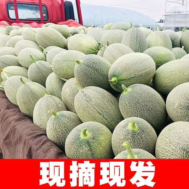哈密瓜，晓蜜25大量上市中，甜蜜蜜价格低，欢迎选购