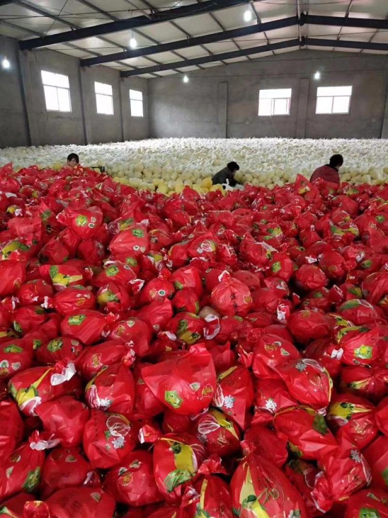 蜜柚、红柚产地现采现装，提供加工和各种包装，保证质量