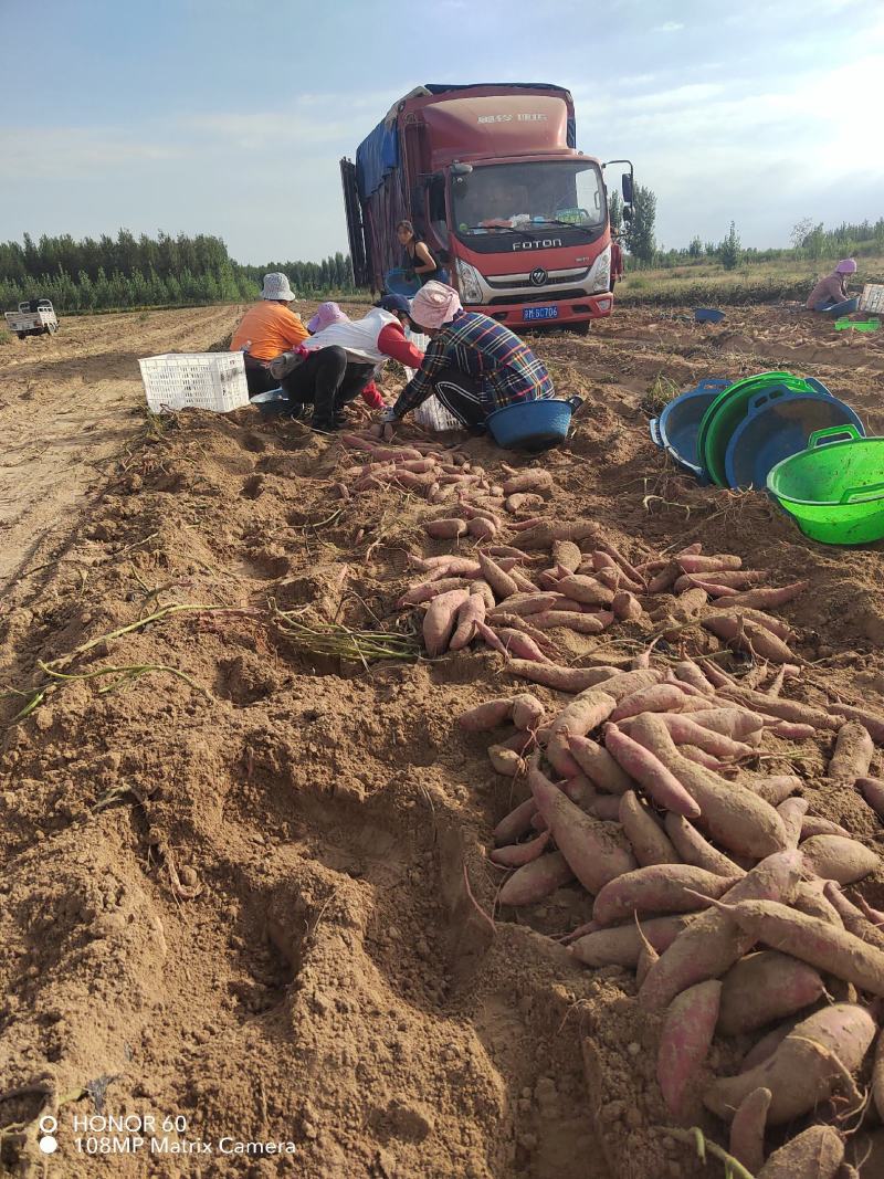 山东产地西瓜红红薯，颜色好瓜条好货源充足，品质保证