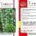 绿樱桃番茄种子，口感型樱桃番茄种子，瀑布番茄种子，绿珍珠