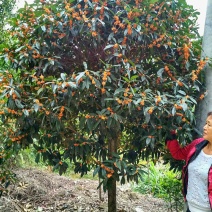 丹桂桂花树大树庭院大型室外四季常青园林工程浓香型朱砂桂花