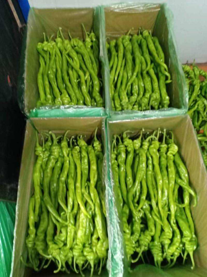 辽宁海城精品螺丝椒大量上市
