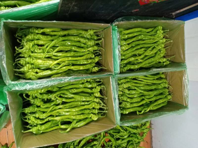 辽宁海城精品螺丝椒大量上市