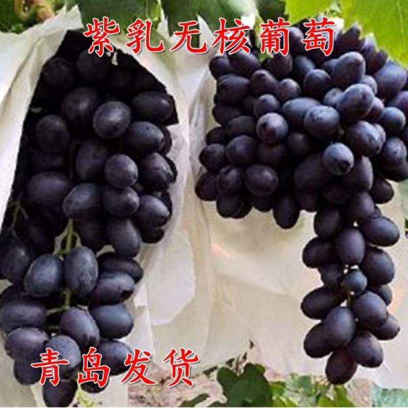 新品种葡之梦葡萄苗爬藤地栽盆栽南北方种植金手指葡萄树包邮