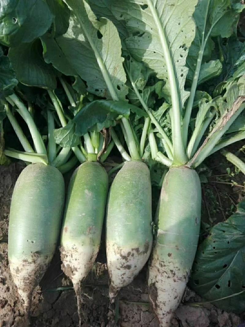 陕西各种疏菜大量上市中