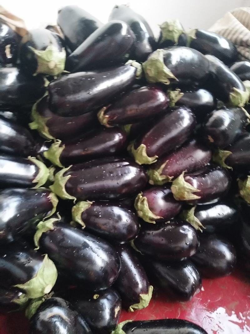 陕西各种疏菜大量上市中