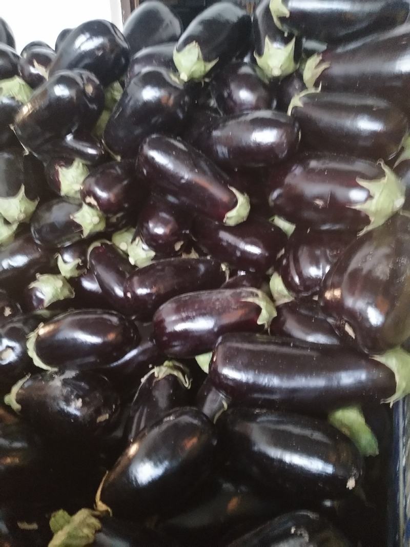 陕西各种疏菜大量上市中