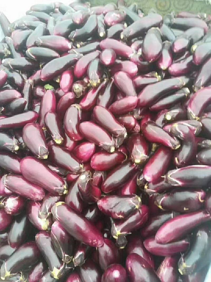 陕西各种疏菜大量上市中