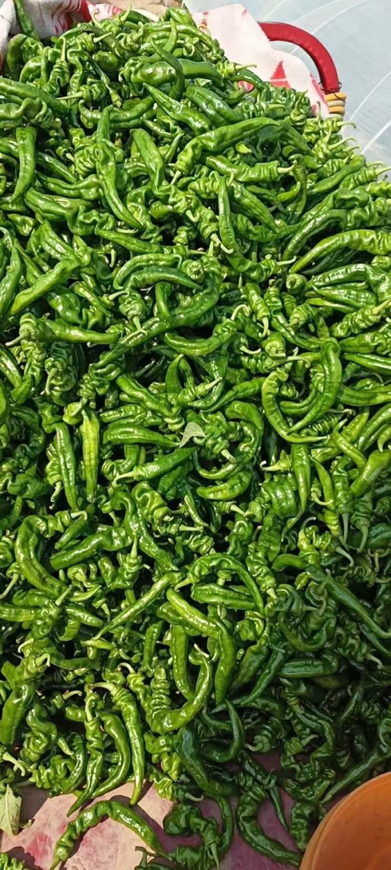 陕西各种疏菜大量上市中