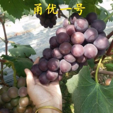 甬优一号葡萄苗嫁接扦插葡萄树苗藤稔芽变葡萄南方北方