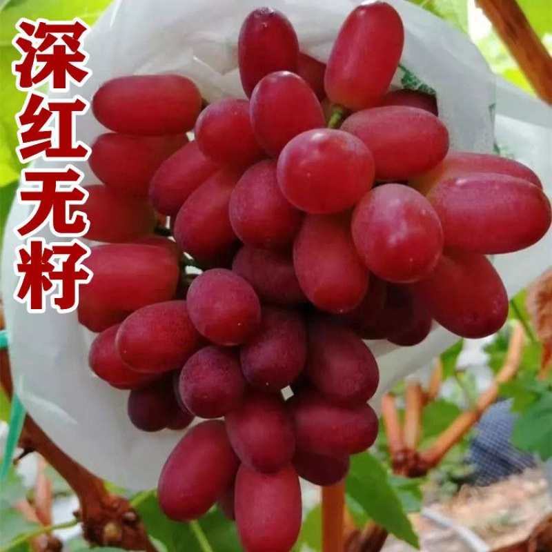 金皇后葡萄苗早熟葡萄苗新品种南北方种植棚栽地栽新品种葡萄