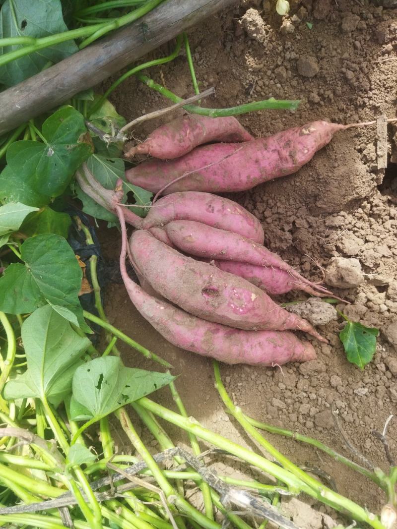 菏泽东明，沙地红薯，西瓜红蜜薯，山药白红薯，甜面无丝，