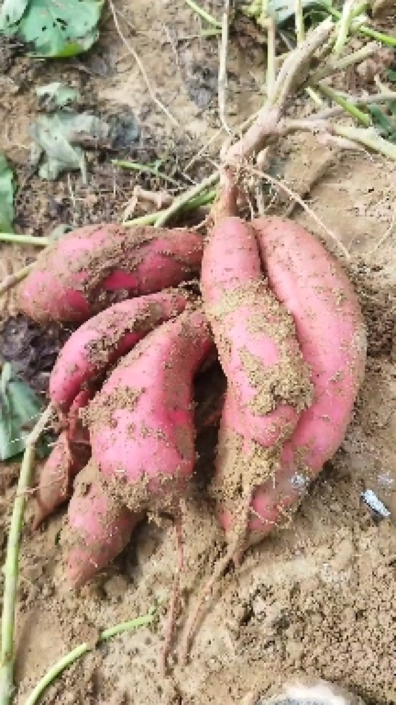 菏泽东明，沙地红薯，西瓜红蜜薯，山药白红薯，甜面无丝，