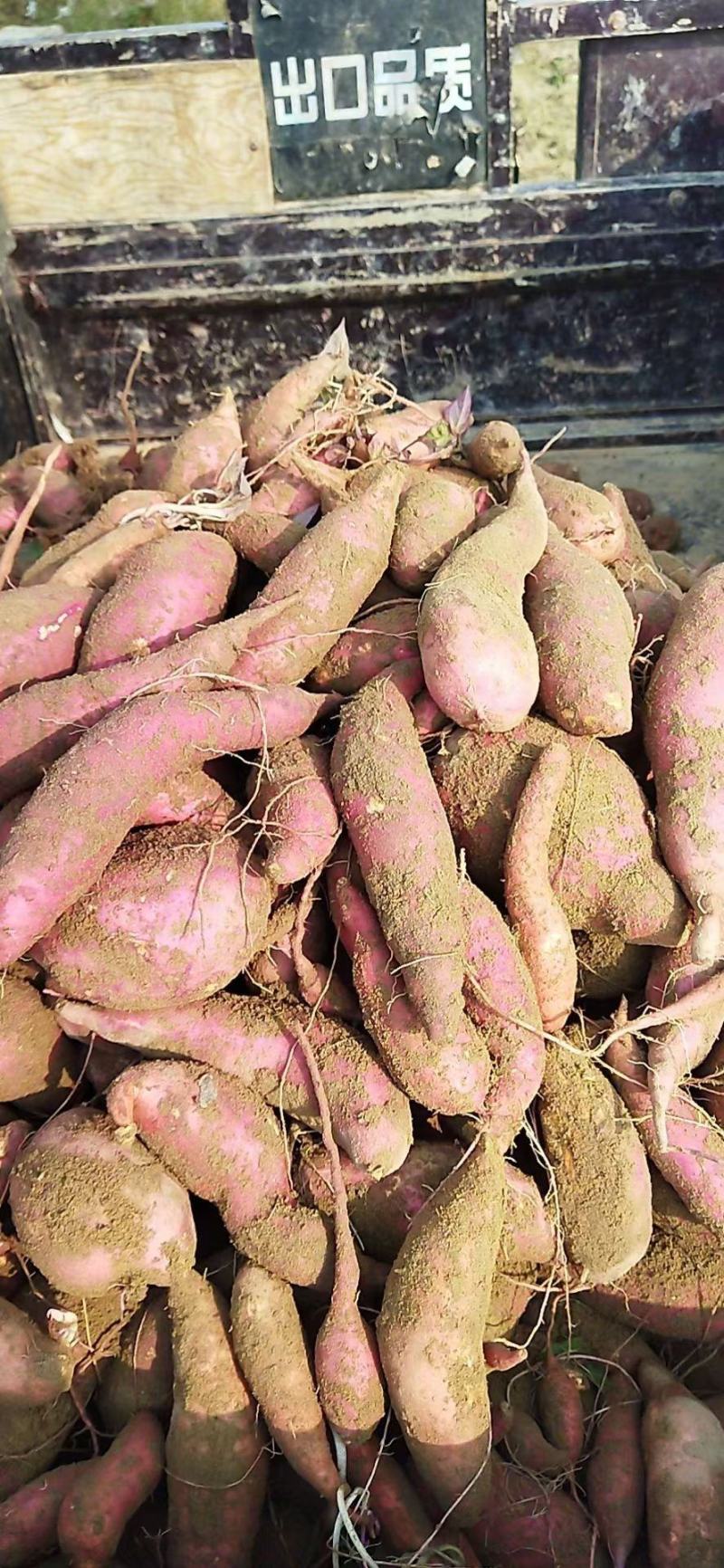 菏泽东明，沙地红薯，西瓜红蜜薯，山药白红薯，甜面无丝，