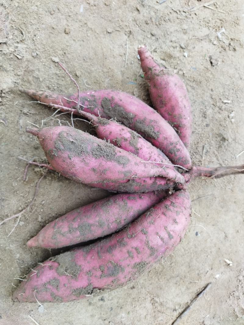 菏泽东明，沙地红薯，西瓜红蜜薯，山药白红薯，甜面无丝，