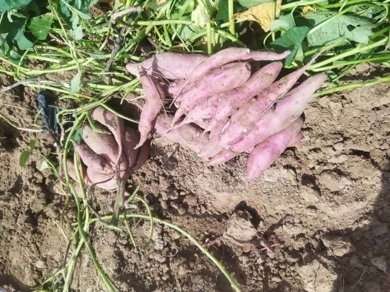 菏泽东明，沙地红薯，西瓜红蜜薯，山药白红薯，甜面无丝，