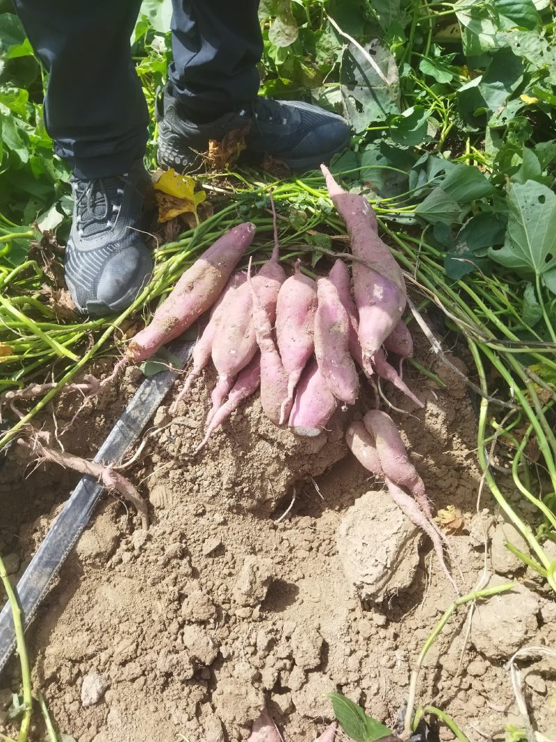菏泽东明，沙地红薯，西瓜红蜜薯，山药白红薯，甜面无丝，