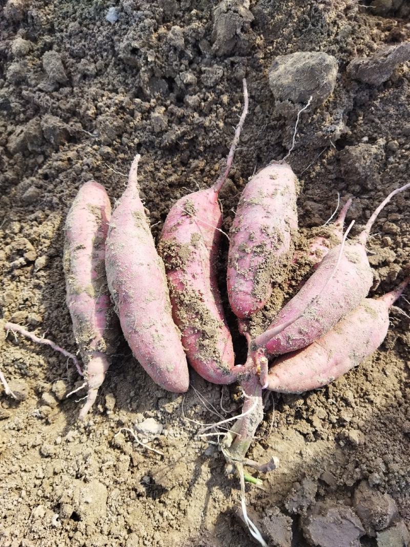 菏泽东明，沙地红薯，西瓜红蜜薯，山药白红薯，甜面无丝，
