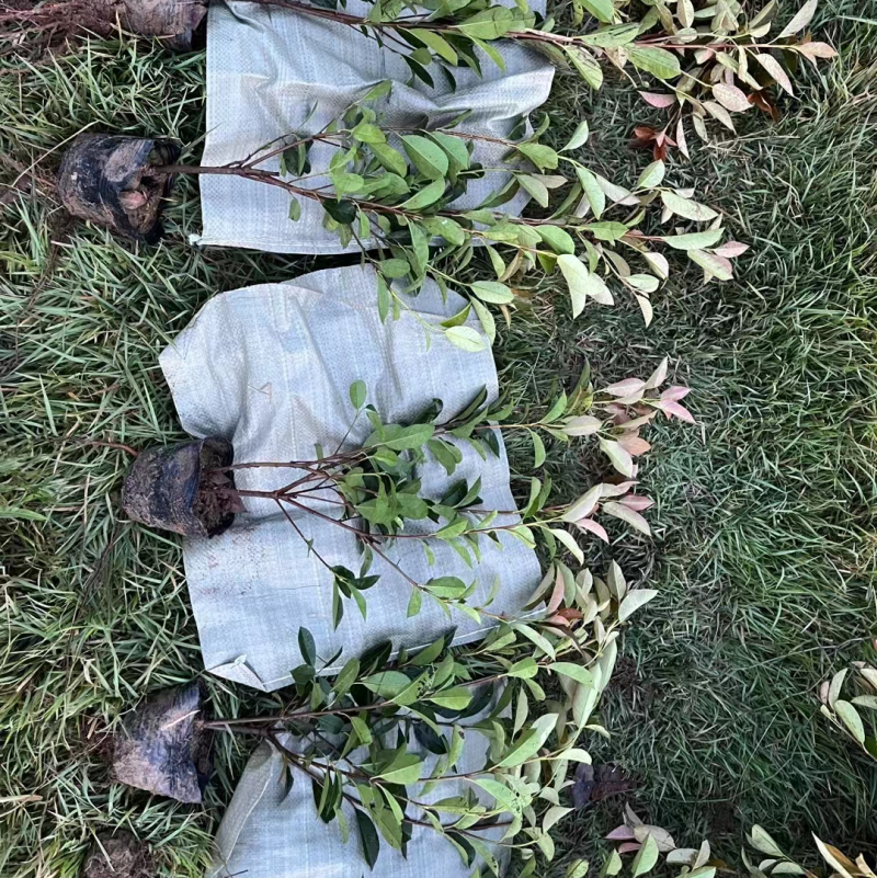 红叶石楠大杯苗，高度30至60公分，冠幅30公分左右