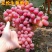 金皇后葡萄苗早熟葡萄苗新品种南北方种植盆栽地栽新品种果树