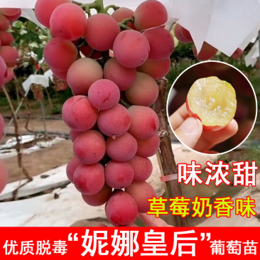 嫁接葡萄苗妮娜皇后葡萄苗妮娜公主女皇女王葡萄树苗