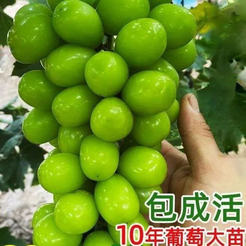 5bb阳光玫瑰葡萄苗阳光玫瑰无核葡萄树苗无籽葡萄苗
