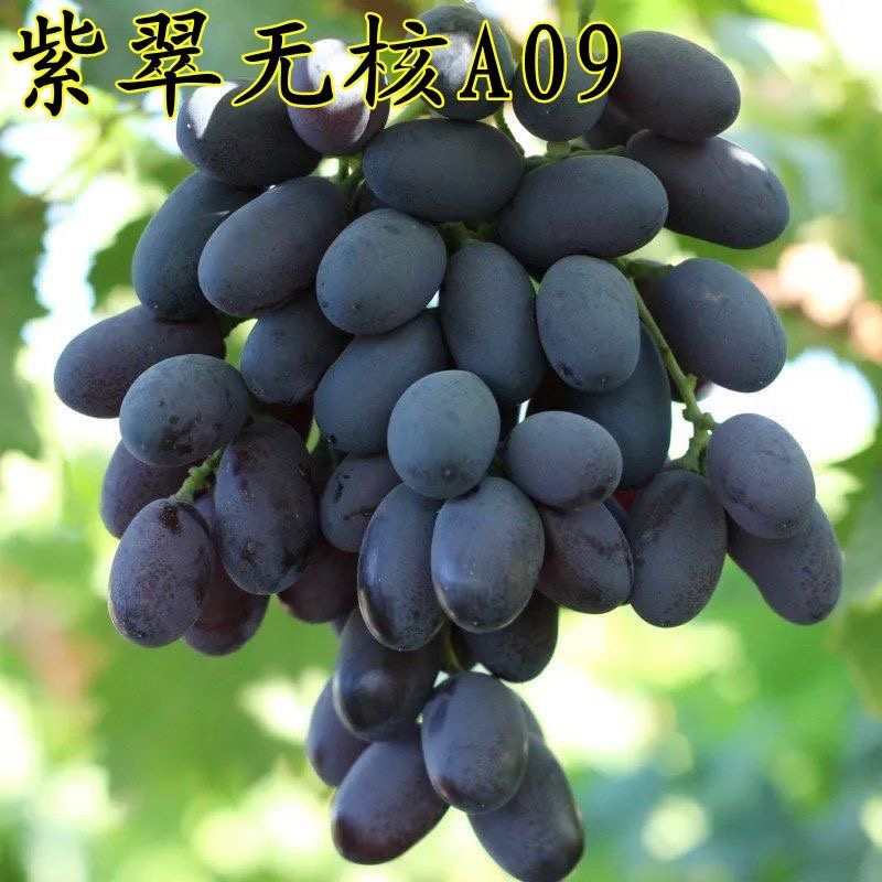 5bb阳光玫瑰葡萄苗阳光玫瑰无核葡萄树苗无籽葡萄苗