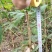 湖北恩施七叶树规格齐全大量现货免费提供种植技术