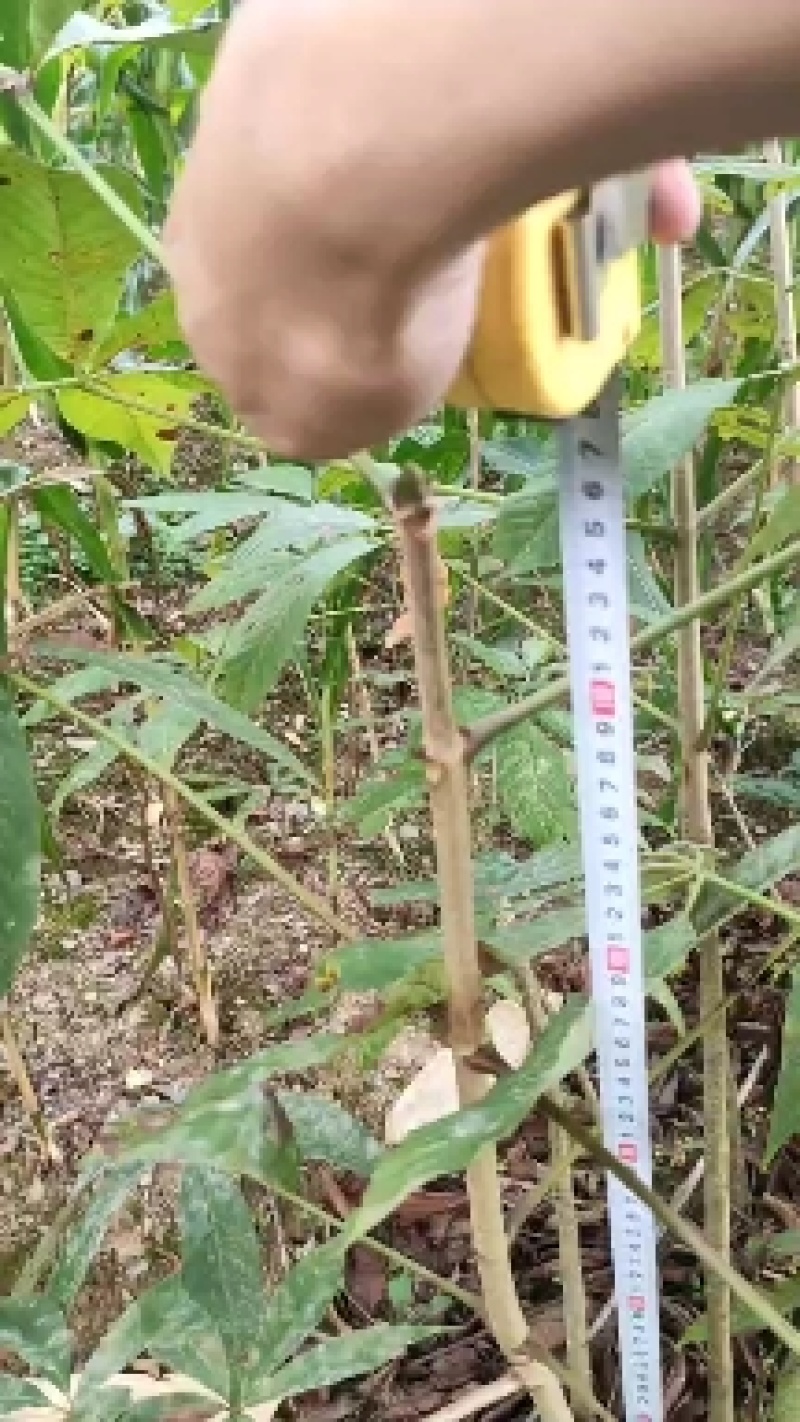 湖北恩施七叶树规格齐全大量现货免费提供种植技术