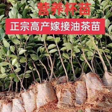 长林系列高产嫁接油茶苗年营养杯苗、轻基质杯苗皮溥出油率高
