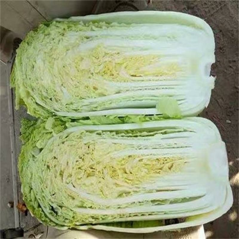精品黄心白菜产地直发量大从优欢迎全国客户订购