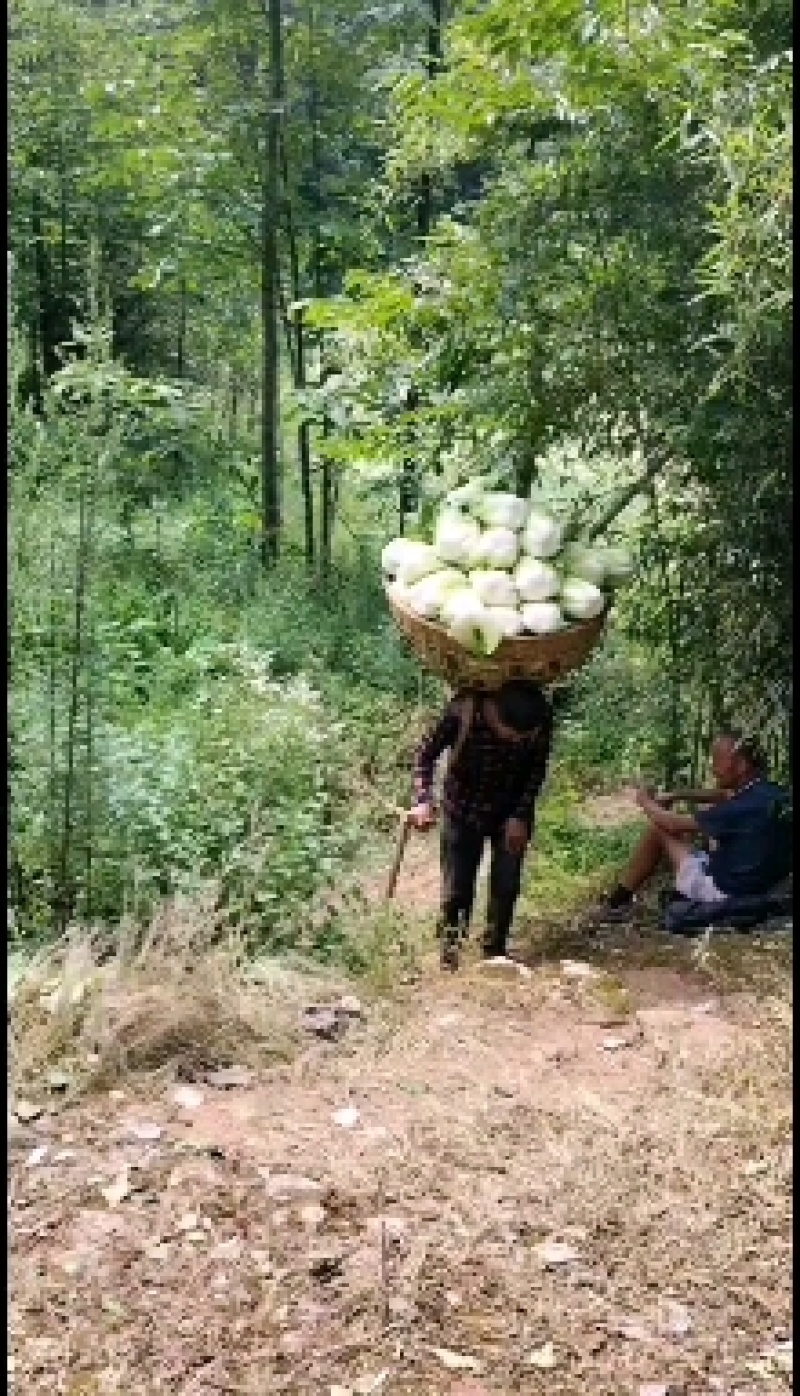 精品黄心白菜产地直发量大从优欢迎全国客户订购