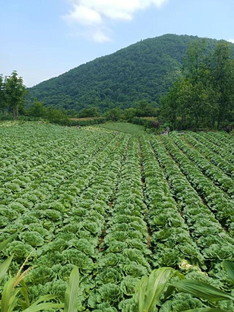 精品黄心白菜产地直发量大从优欢迎全国客户订购
