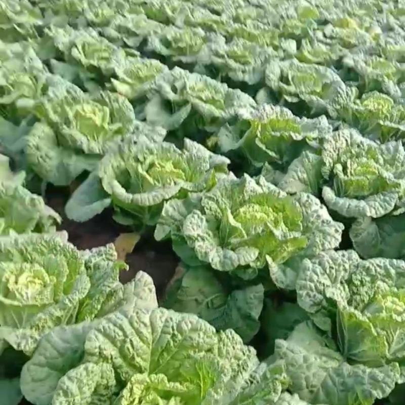 精品黄心白菜产地直发量大从优欢迎全国客户订购