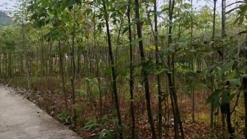 湖北恩施七叶树规格齐全大量现货免费提供种植技术