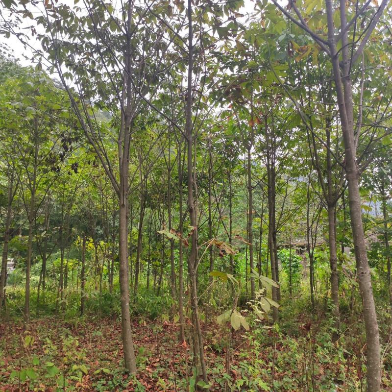湖北恩施七叶树规格齐全大量现货免费提供种植技术