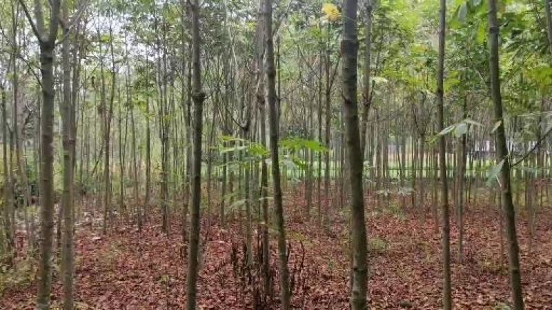 湖北恩施七叶树规格齐全大量现货免费提供种植技术