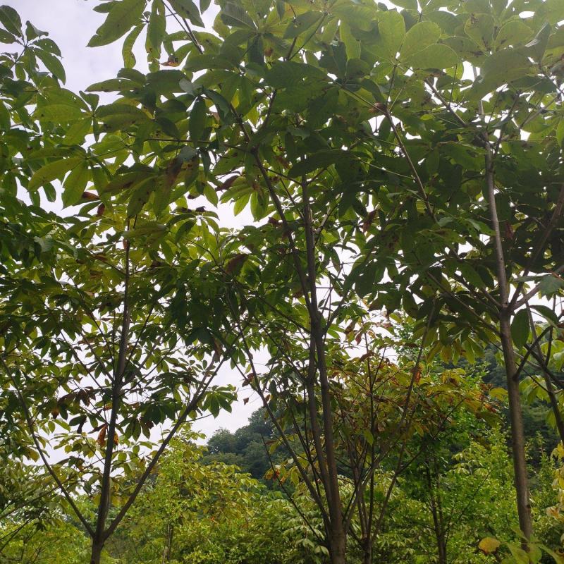 湖北恩施七叶树规格齐全大量现货免费提供种植技术